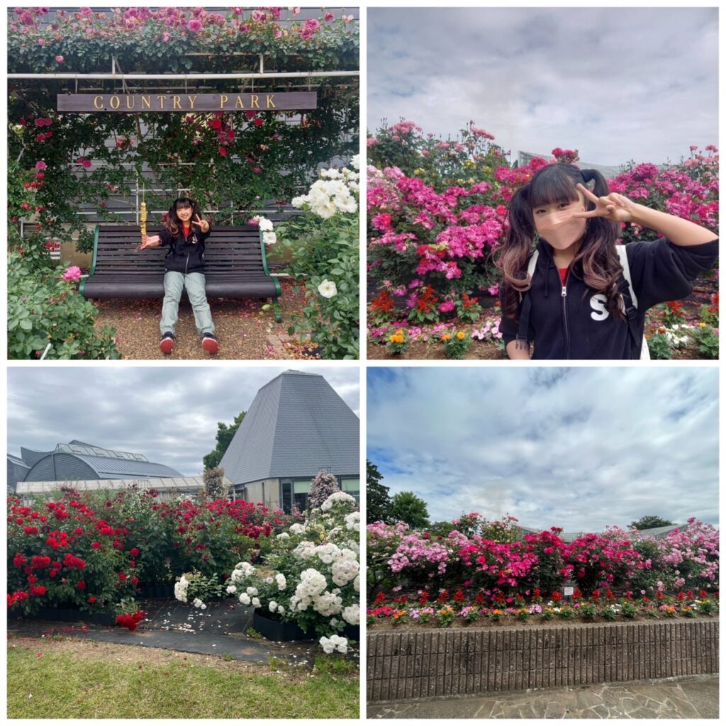 春のばらフェア🌹