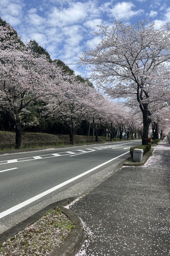 綺麗な桜並木🌸