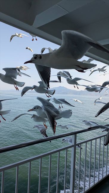 カモメがびっくり!!